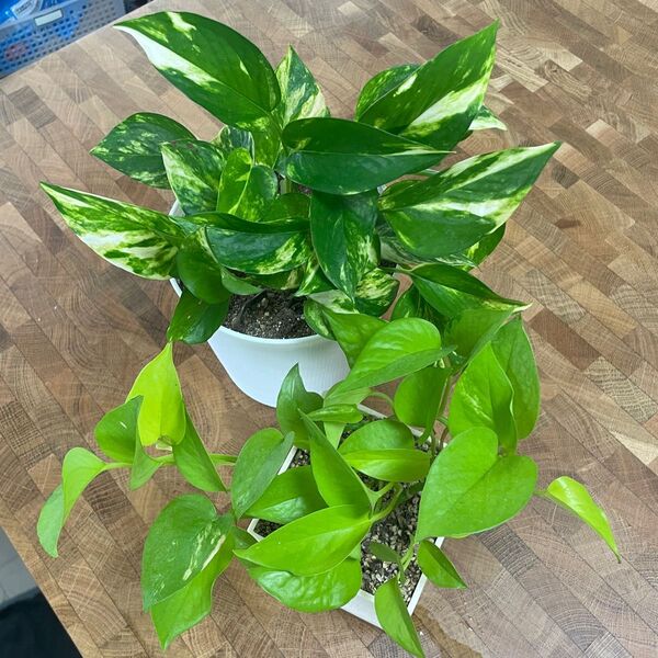 観葉植物 ポトス ライムグリーン ゴールデン カット苗 4カットずつ 全部で8カットになります!