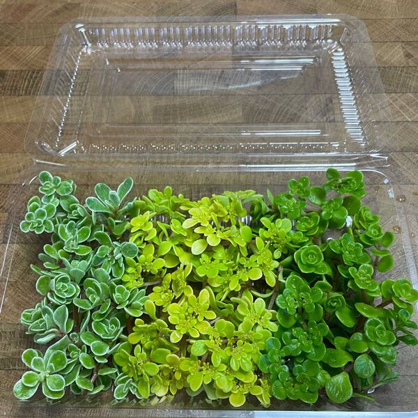 多肉植物 カット苗 3種セット 丸葉万年草 黄金 斑入り マルバマンネングサ セダム フードパックにモリモリ!