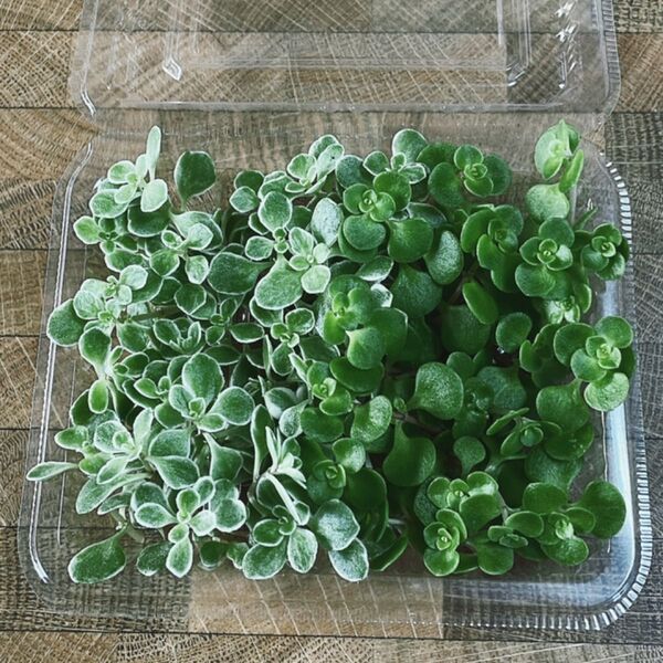 多肉植物 マルハマンネングサ 斑入り グリーンの2種 カット苗 少なくなったら終了です!20カット以上ずつ入ってます!