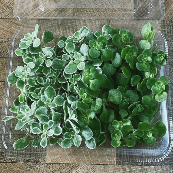 多肉植物 マルハマンネングサ 斑入り グリーンの2種 カット苗 少なくなったら終了です!20カット以上ずつ入ってます!