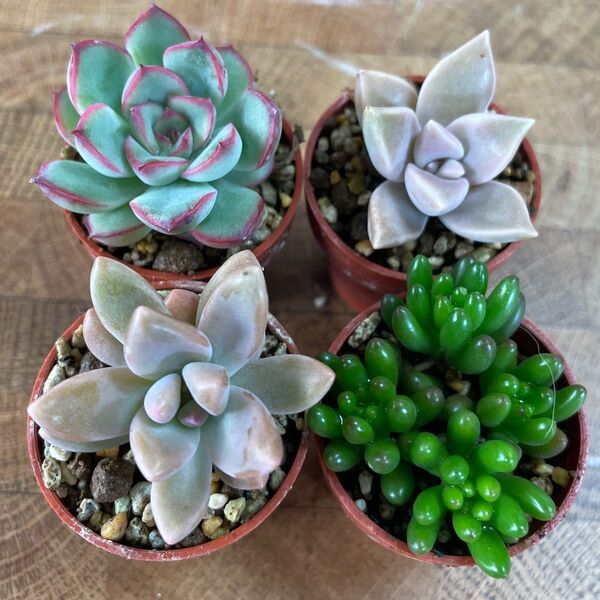 多肉植物 エケベリア ヘラクレス 朧月 秋麗 虹の玉 の4種類ひとつずつ