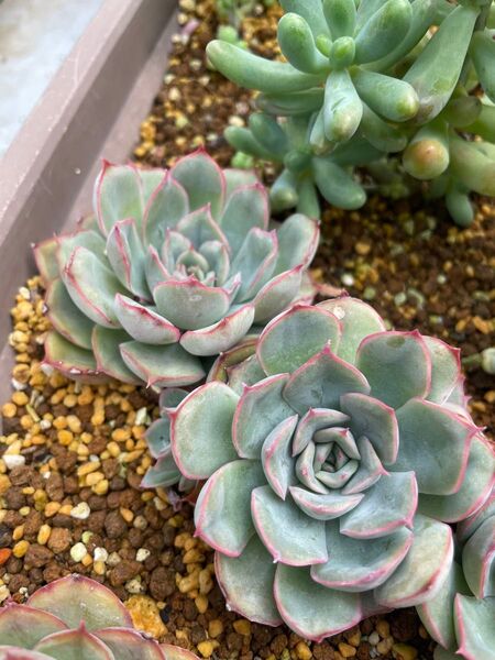 多肉植物 エケベリア ヘラクレス 直径5㎝くらい ひとつ!根付き