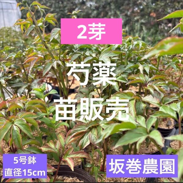 【農家直送】芍薬 滝の装 苗 2芽 5号鉢