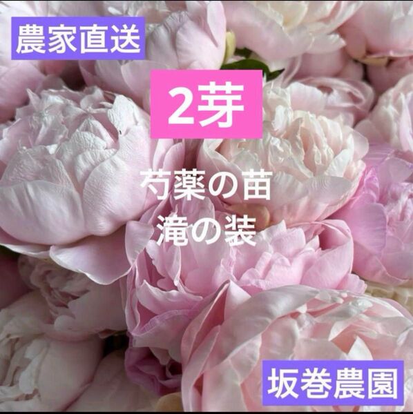 【農家直送】芍薬 滝の装 苗 2芽 5号鉢