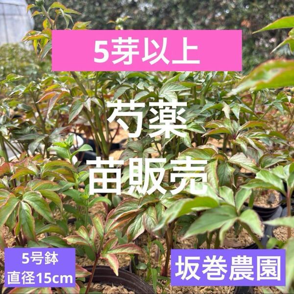 【農家直送】芍薬 滝の装 苗 5芽以上 5号鉢