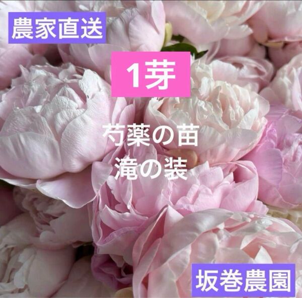 【農家直送】芍薬 滝の装 苗 1芽 5号鉢