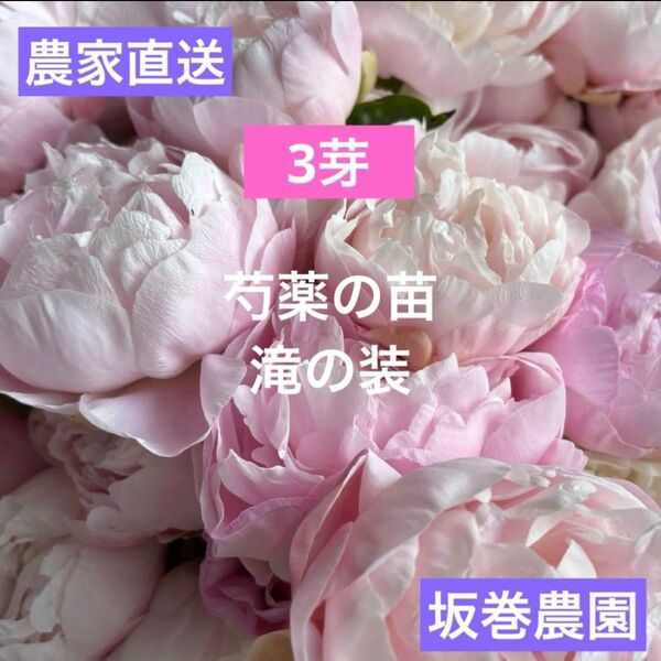 【農家直送】芍薬 滝の装 苗 3芽 5号鉢
