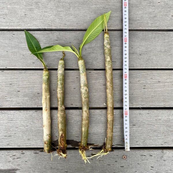 プルメリア苗 発根発芽済 幹高22〜32cm 4本まとめて(白地に黄色の花)