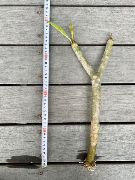 プルメリア苗 発根発芽済 幹高35 2本枝(白地に黄色の花) Y1
