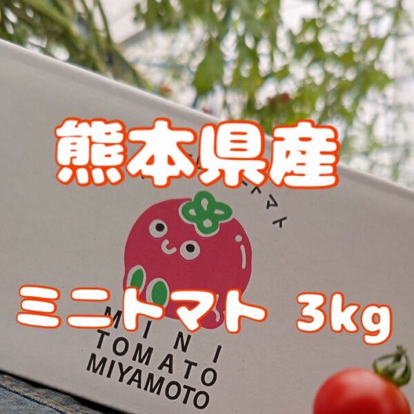 ☆減農薬・農家直送☆ 熊本県産 ミニトマト3kg