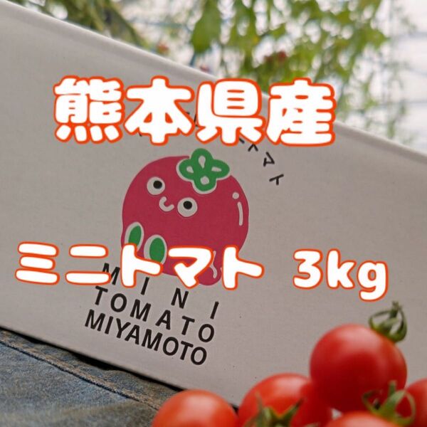 ★減農薬・農家直送★ 熊本県産 ミニトマト3kg