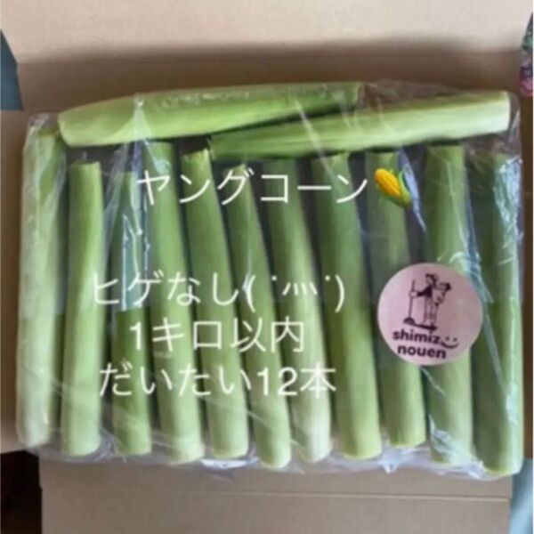 朝採りヤングコーン とうもろこし品種「おおもの」の子 ヒゲcut ネコポス12本
