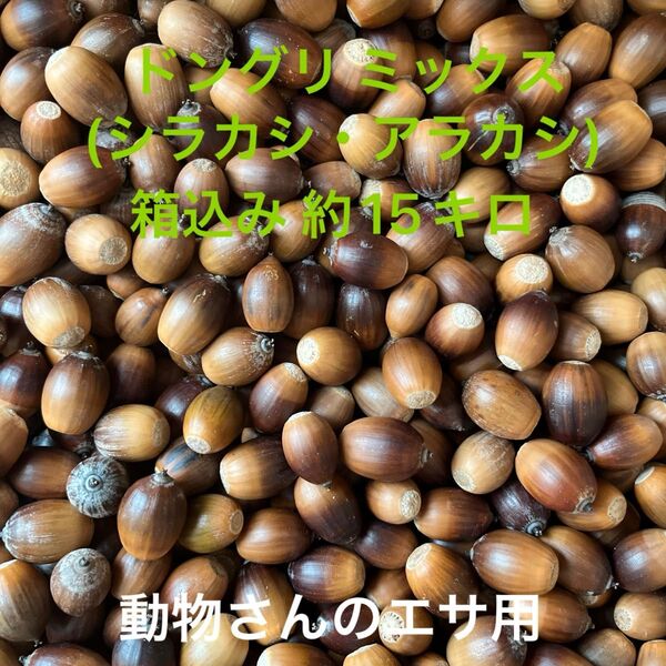 ドングリ ミックス(シラカシ・アラカシ) 箱込み約15kg/動物さんのエサ用→説明欄必読!