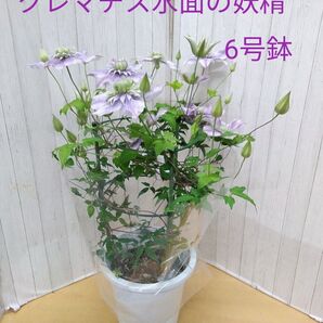 クレマチス 水面の妖精 6号鉢