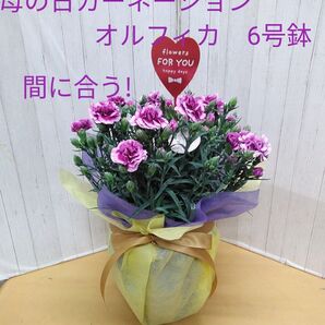母の日カーネーション オルフィカ 6号鉢ラッピング付き