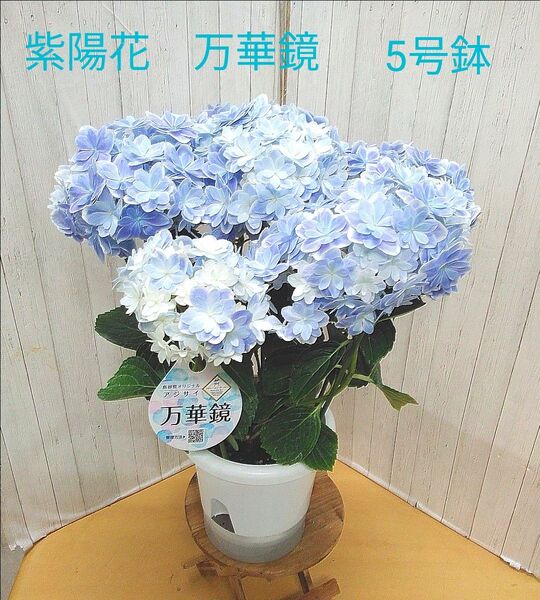 紫陽花 万華鏡ブルー 5号鉢
