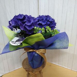 紫陽花 ディープパープル 4号鉢 ラッピングサービス