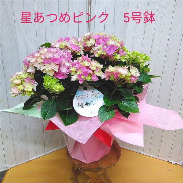 紫陽花 星あつめピンク 5号鉢