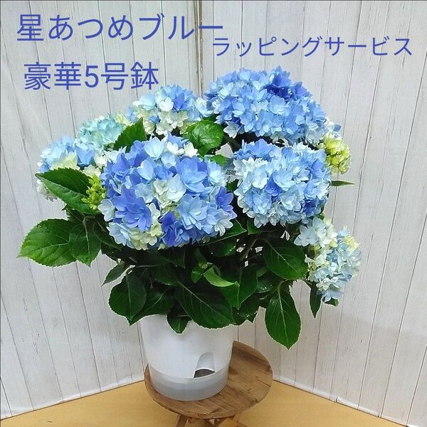 豪華! 紫陽花 星あつめブルー 5号鉢P2 ラッピングサービス