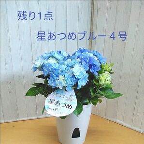 ラスト1,点 星あつめブルー 4号鉢