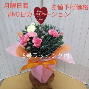 遅れてゴメンね! 母の日カーネーション エクレア 5号鉢 ラッピング付き
