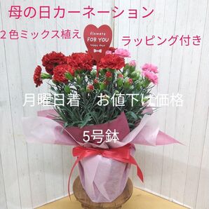 遅れてゴメンね!母の日カーネーション 2色ミックス植え 5号鉢 ラッピング付き