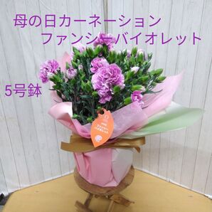母の日カーネーション ファンシーバイオレット 5号鉢ラッピング付き