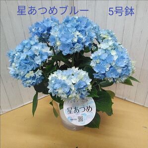 大人気 紫陽花 星あつめブルー 5号鉢