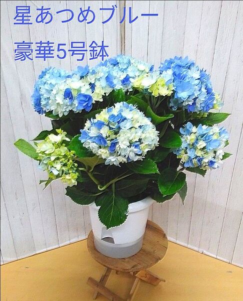 豪華! 紫陽花 星あつめブルー 5号鉢 P1ラッピング付き