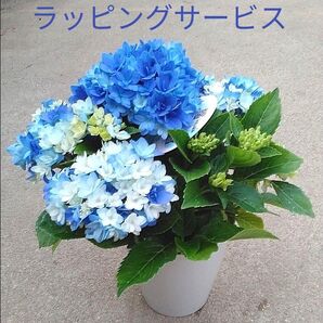 星あつめブルー 紫陽花 4号鉢 ラッピングサービス PA2