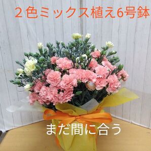 特大 母の日カーネーション 2色ミックス植え 6号鉢 ラッピング付き