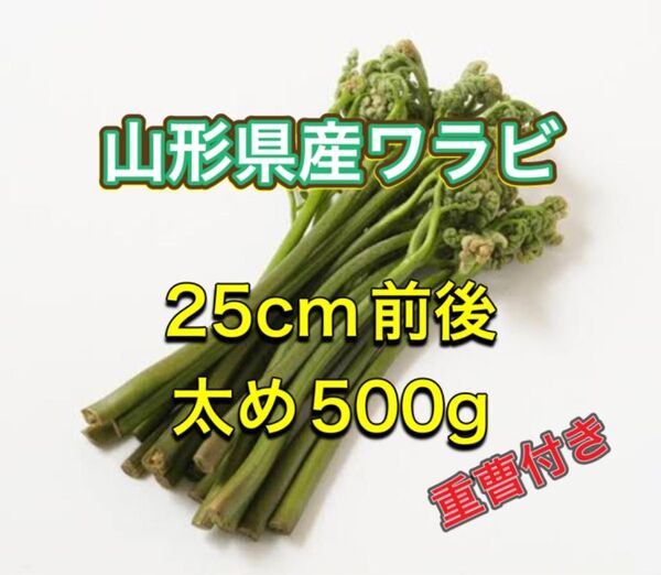 山形県産ワラビ 500g重曹付き