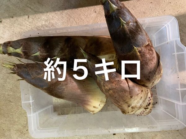 山形県産タケノコ 約5キロ