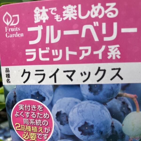 ブルーベリーの苗木 クライマックス
