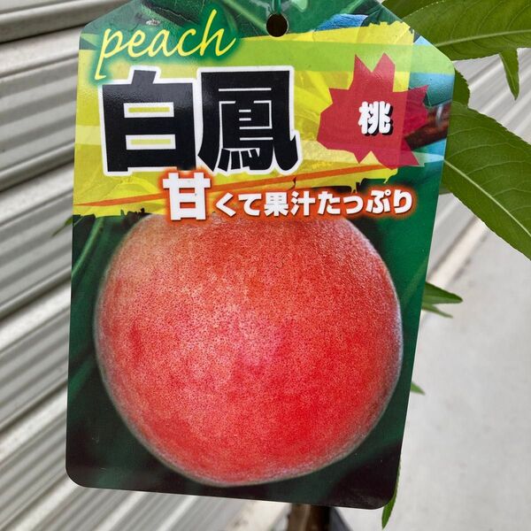 桃の苗木 白鳳 果樹苗