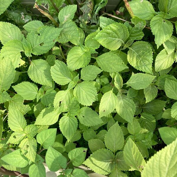 えごまの苗 5本 エゴマ 荏胡麻