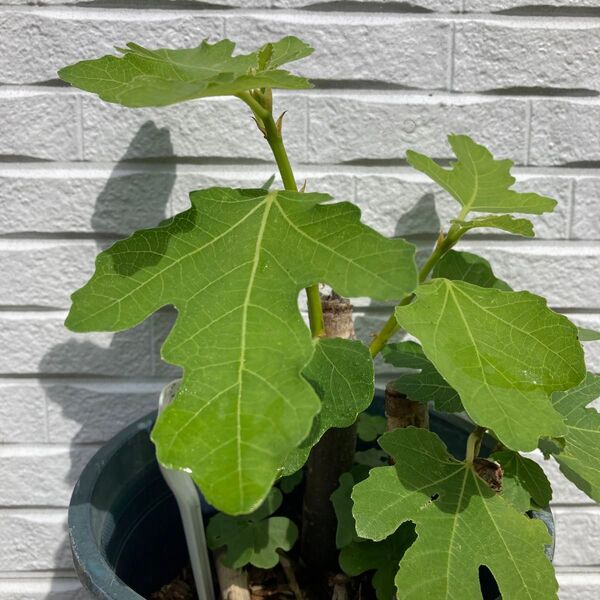 いちじくの苗木 イチジク 無花果 果樹苗