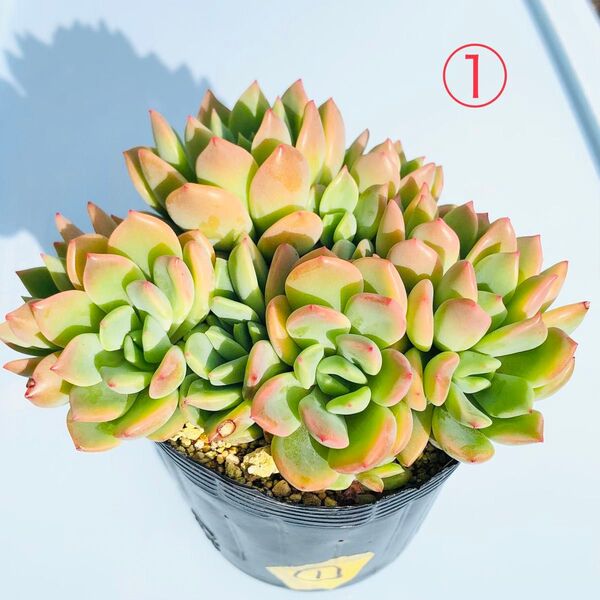 ①多肉植物エケベリア デントラチェム