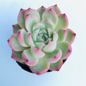 多肉植物エケベリア ピンククリスタルローズ