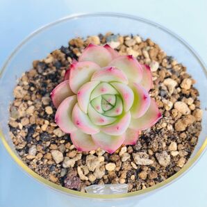 多肉植物エケベリア ピンククリスタルローズ