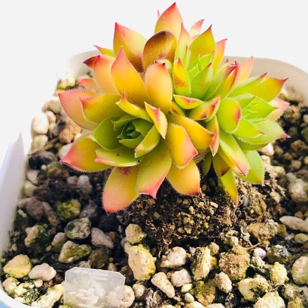 多肉植物 センペルビウム群生株