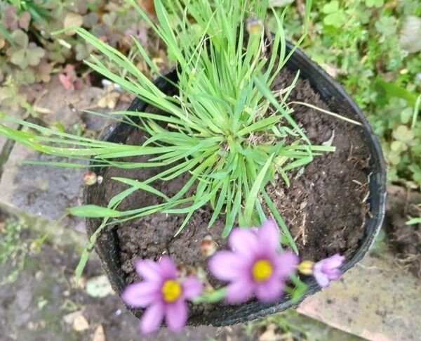 山野草ニワゼキショウ苗