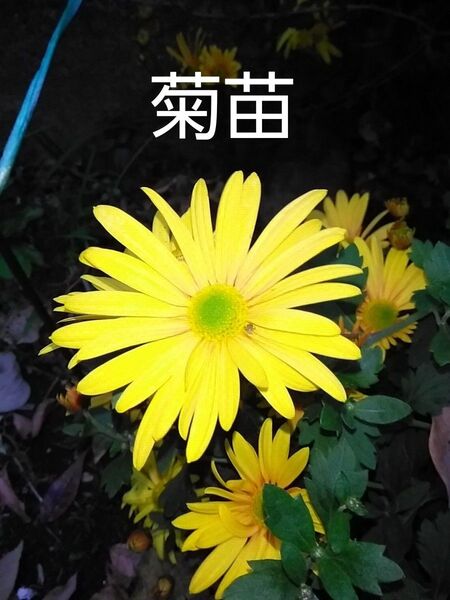 菊苗 黄色&赤紫色