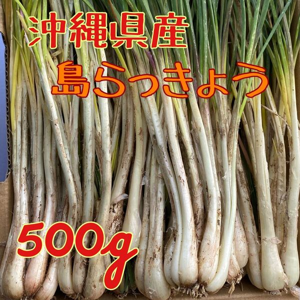 当日収穫 沖縄県産 島らっきょう 500g 土・根付