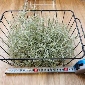 エアプランツ ウスネオイデス チランジア かごいっぱい スパニッシュモス