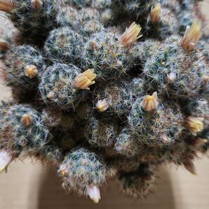 銀手鞠 カキコ 3個 ギンテマリ クリームがかった白花 サボテン 多肉植物