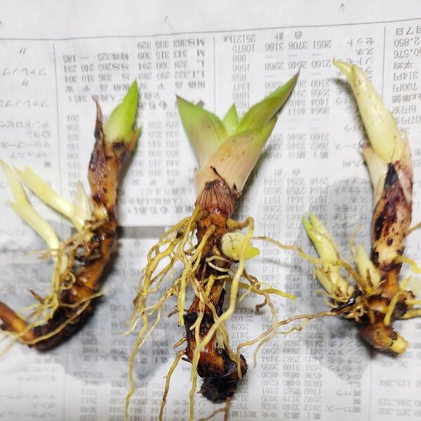アロエベラ星斑竜舌 苗 3株に新芽付き ツルボラン科 無農薬栽培 多肉植物