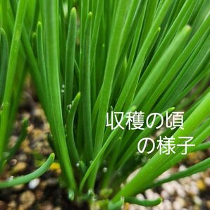 アサツキ球根 50個 無農薬栽培 小ネギ属