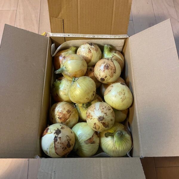 新玉ねぎ 中小 17個 玉ねぎ 2.6kg(箱を含む)