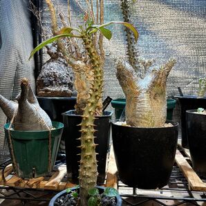 パキポディウム バロニー 実生 塊根植物 グラキリス コーデックス Pachypodium
